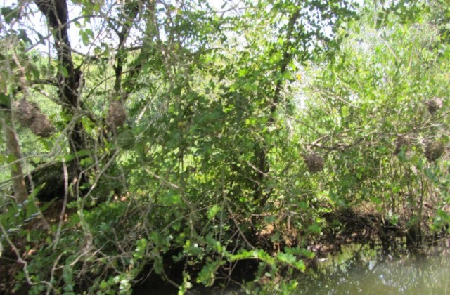 Parc National Los Haitises mangrove 1